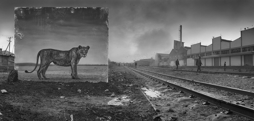 Tozlu Miras : Nick Brandt 4 Nick Brandt Tozlu Miras 3