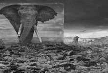 Tozlu Miras : Nick Brandt 12 Nick Brandt Tozlu Miras Kapak 1