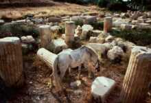 ara guler muzesi aphrodisias header