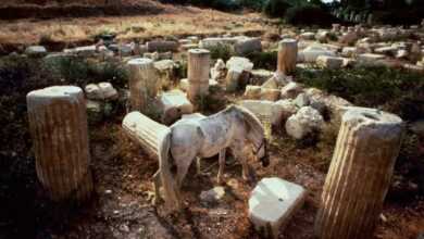 ara guler muzesi aphrodisias header