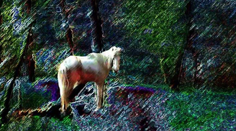 Moris Maçoro Fotoğraf Sergisi 1 moris maçoro header jpg