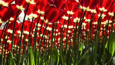 En Güzel Lale 10. Ulusal Fotoğraf Yarışması header