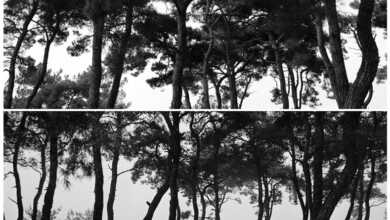 bask final hasan deniz