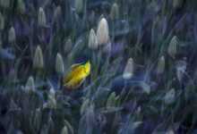 en güzel lale header