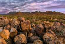 Signal Hill Panorama