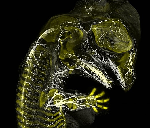 3 alligator embryo stage 13 nerves and cartilage