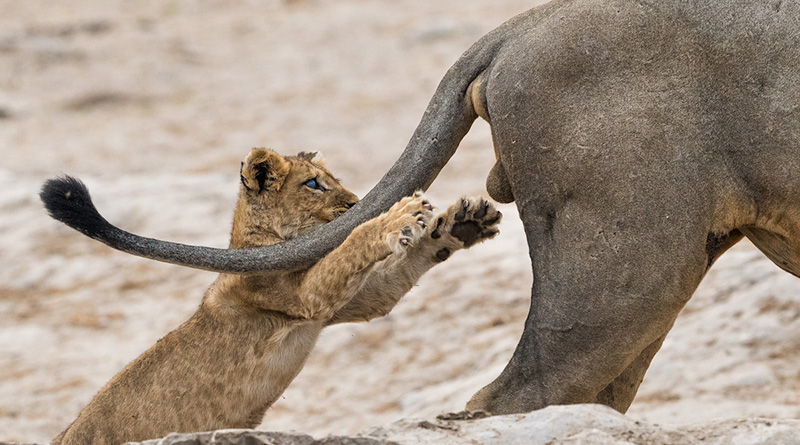 2019 Comedy Wildlife Photography Awards header