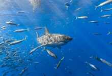 Balığın En Güzel Hali Fotoğraf Yarışması header