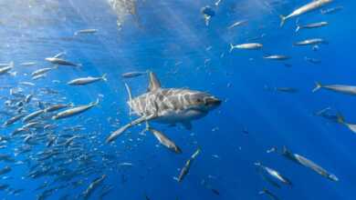 Balığın En Güzel Hali Fotoğraf Yarışması header