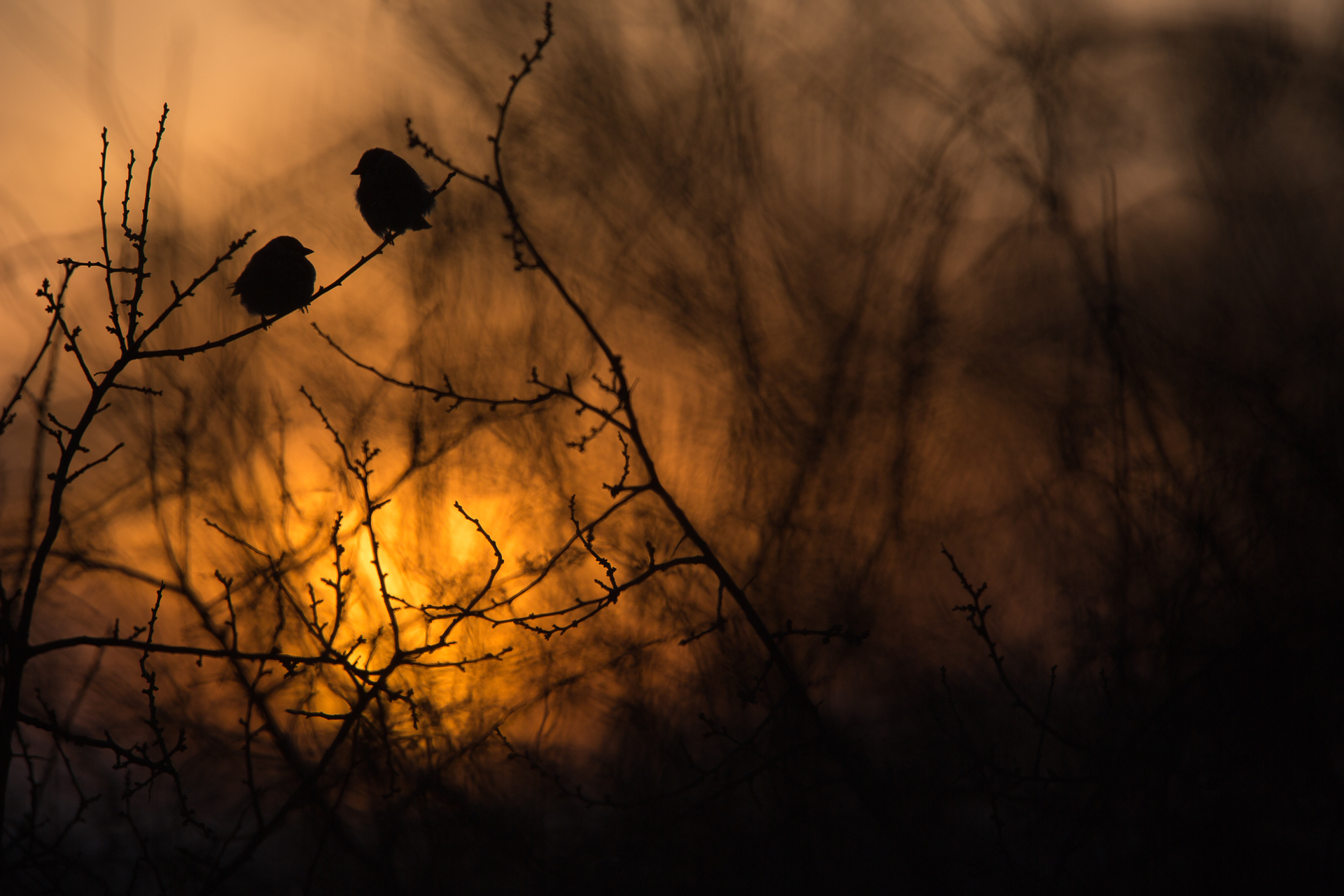 Yılın Doğa Fotoğrafçısı 2019 26 C01 66552 Birds finalist In a dream Krzysztof Wojciechowski POL
