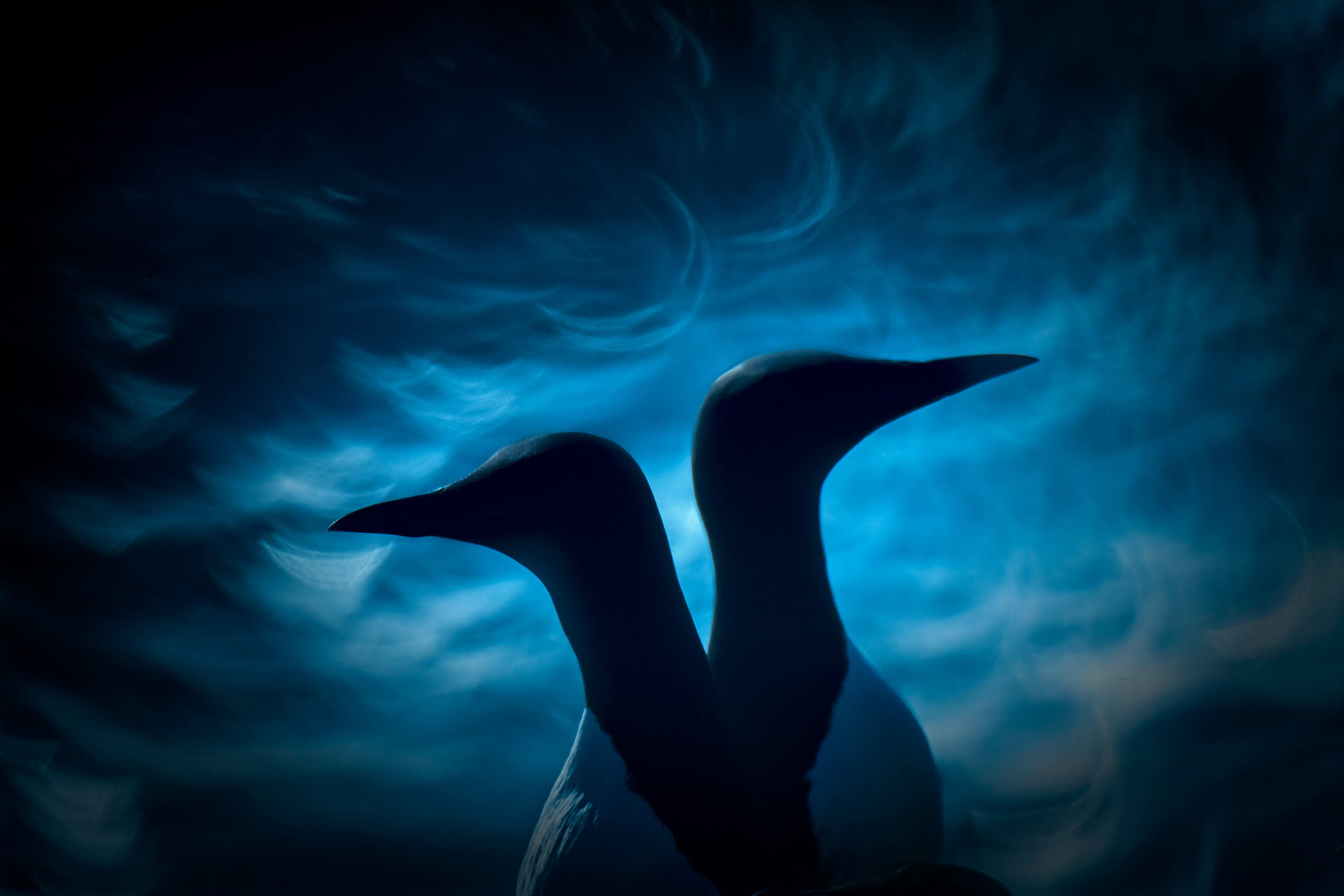 Yılın Doğa Fotoğrafçısı 2019 27 C01 75366 Birds runner up 2 Disagreement Francis De Andrés De Miguel ESP