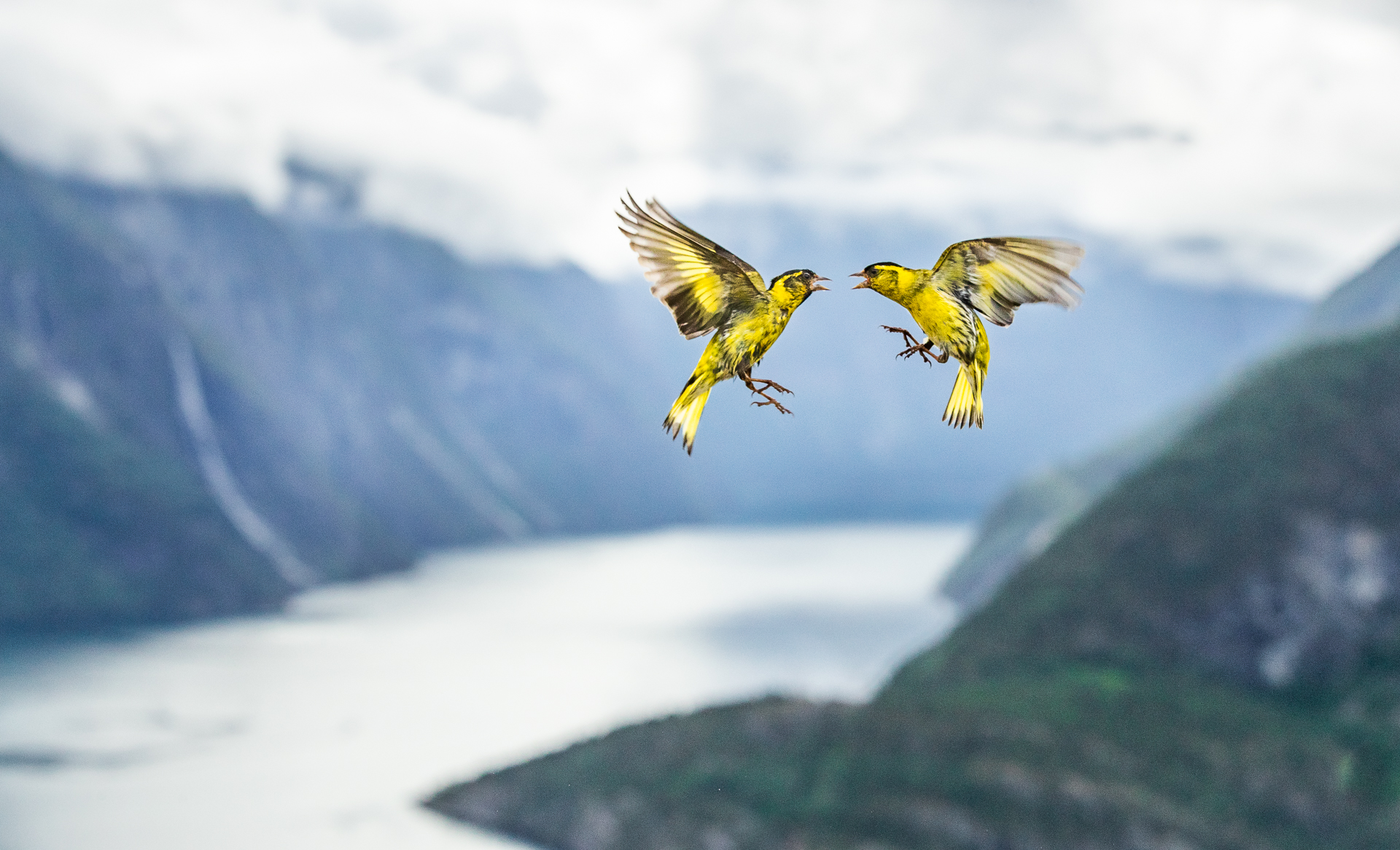 Yılın Doğa Fotoğrafçısı 2019 28 C01 76744 Birds finalist Fjord Fight Bernt Østhus NOR