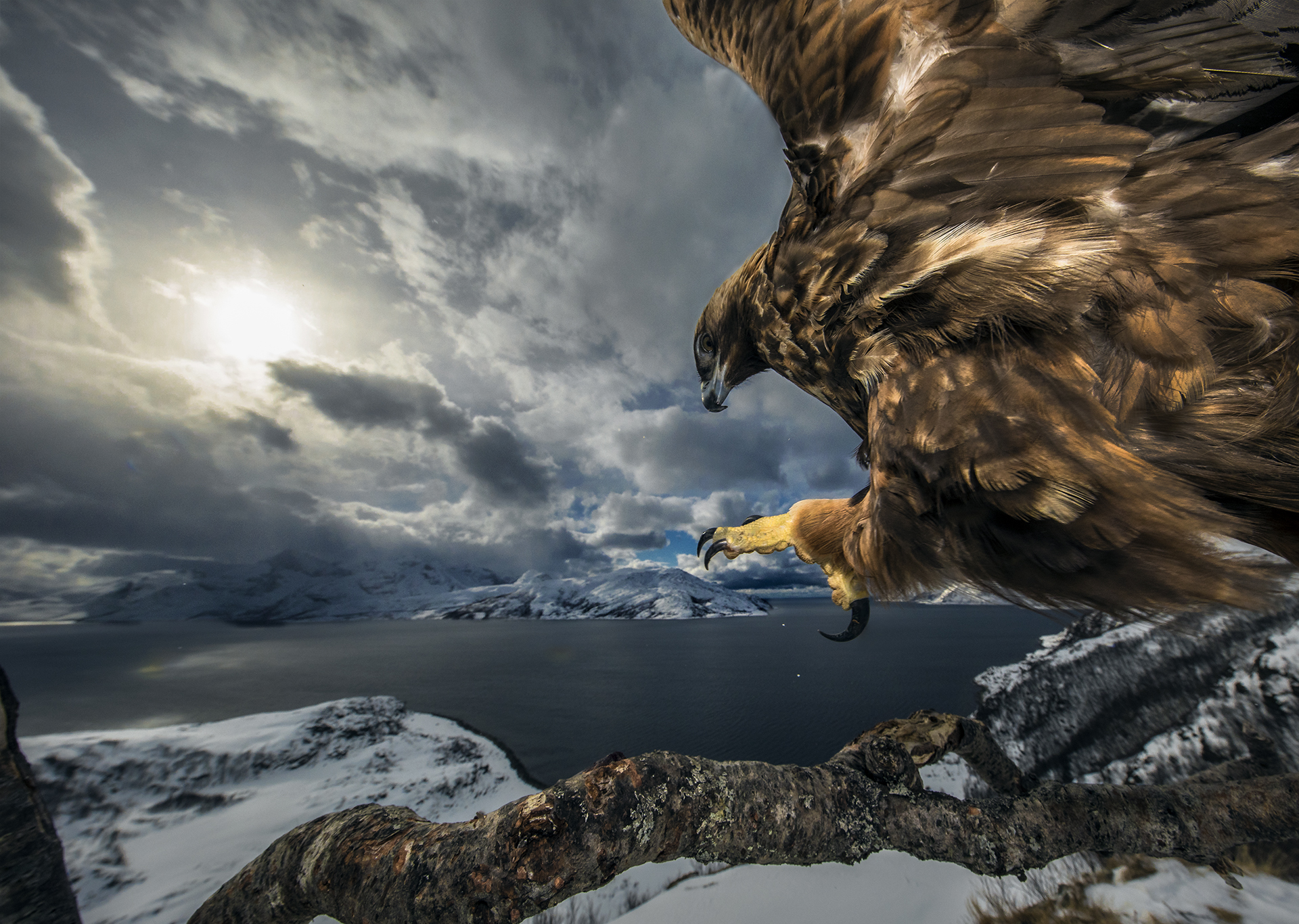 Yılın Doğa Fotoğrafçısı 2019 29 C01 78019 Birds runner up 1 Golden eagle landing Audun Rikardsen NOR