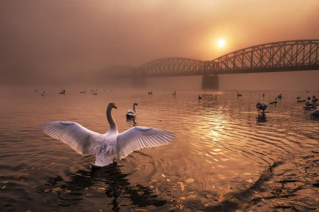Yılın Doğa Fotoğrafçısı 2019 8 Kopie van NPOTY 2019 C01 65905 Birds winner Greeting the sun Peter Cech