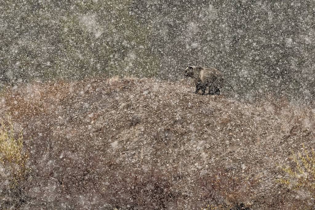 Kopie van NPOTY 2019 C02 56935 Mammals winner Under the snow Stefano Quirini