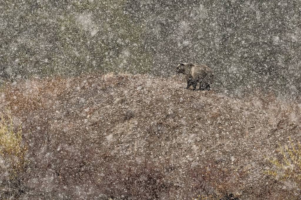 Yılın Doğa Fotoğrafçısı 2019 14 Kopie van NPOTY 2019 C02 56935 Mammals winner Under the snow Stefano Quirini