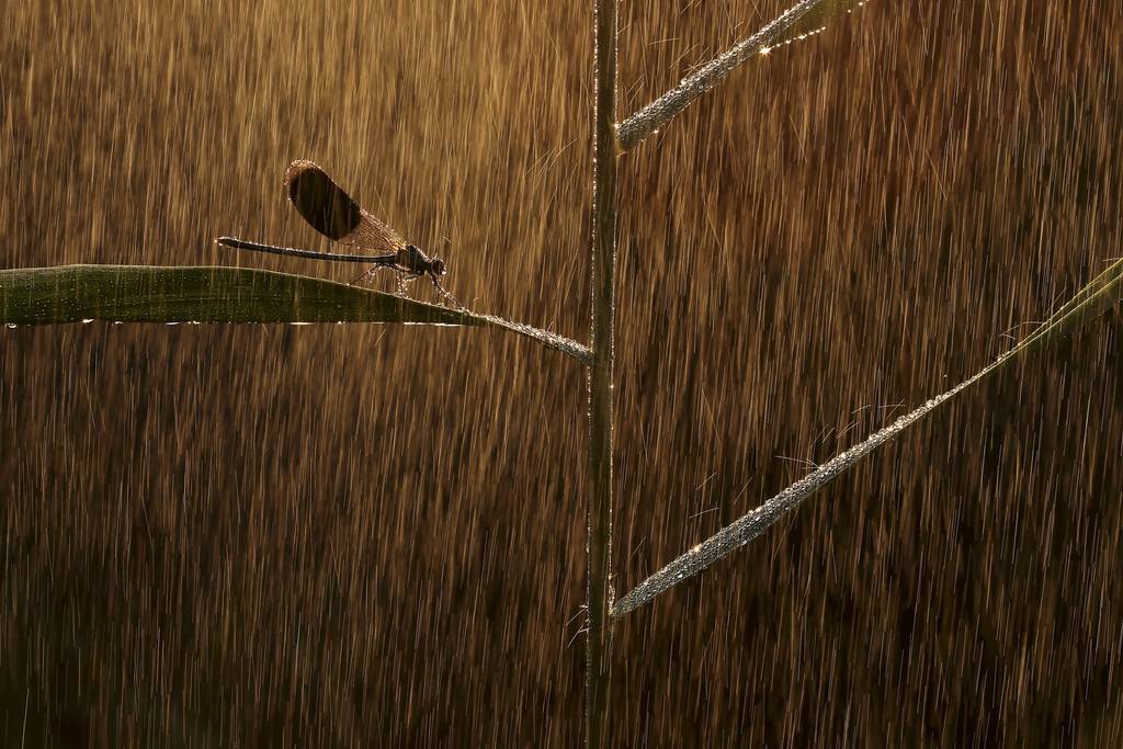 Kopie van NPOTY 2019 C03 70354 Other animals winner Golden rain Norbert Kaszás