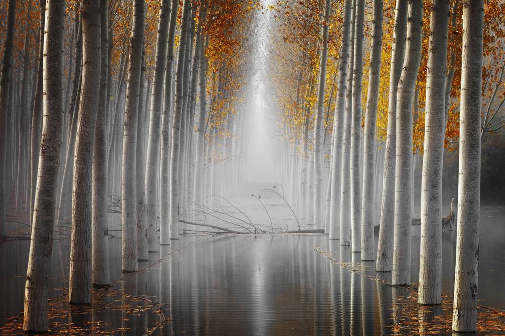 Yılın Doğa Fotoğrafçısı 2019 25 Kopie van NPOTY 2019 C04 57610 Plants and fungi winner Survivor David Frutos Egea