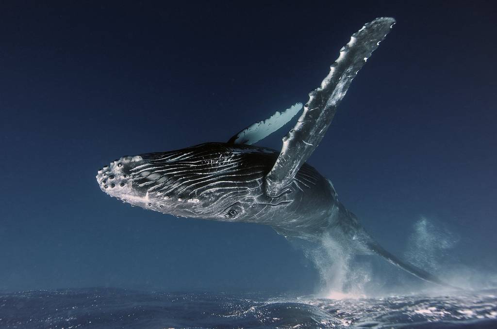 Yılın Doğa Fotoğrafçısı 2019 34 Kopie van NPOTY 2019 C06 56098 Underwater winner Up in the air Alexey Zozulya
