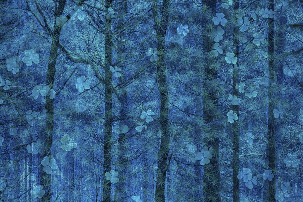 Yılın Doğa Fotoğrafçısı 2019 39 Kopie van NPOTY 2019 C07 59942 Nature art winner Happiness grows in trees Simone Baumeister