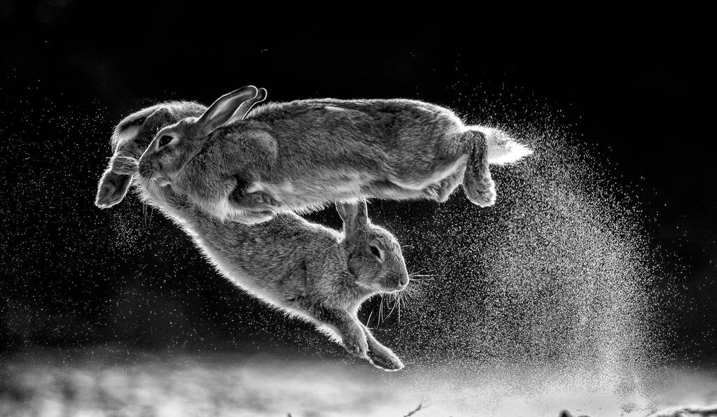 Yılın Doğa Fotoğrafçısı 2019 54 NPOTY 2019 C09 76362 Black and white winner Overall winner Jump Csaba Daroczi 1