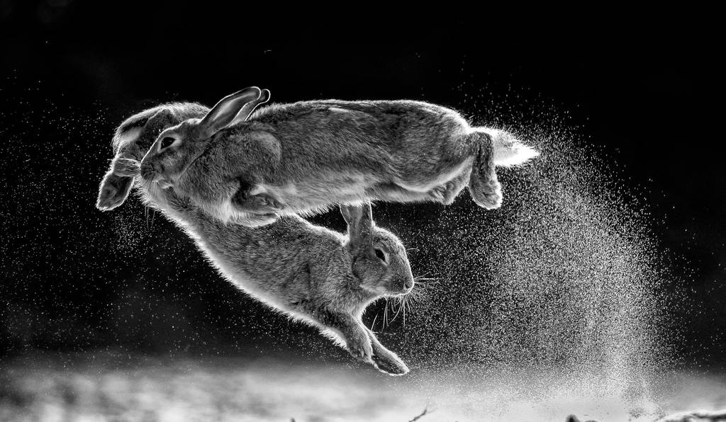 NPOTY 2019 C09 76362 Black and white winner Overall winner Jump Csaba Daroczi 1