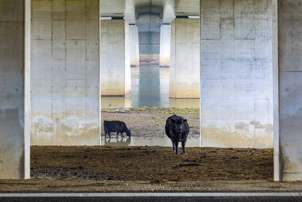Yılın Doğa Fotoğrafçısı 2019 49 NPOTY 2019 C10 57252 Landscapes of the Lage landen winner Galloways onder de Zuiderbrug bij Venlo Karin de Jonge