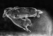 Yılın Doğa Fotoğrafçısı 2019 4 Nature Photographer of the Year header