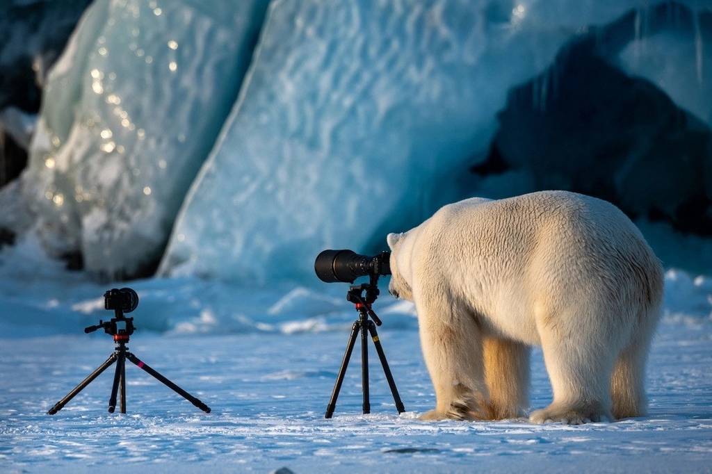 Polar Bear Changing Careers” by Roie Galitz