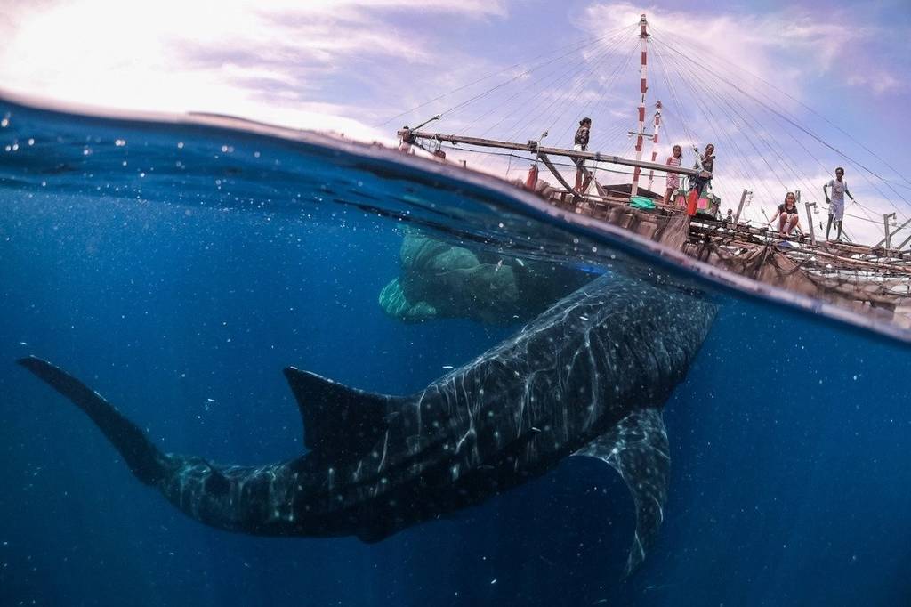 Whale Shark Encounter in West Papua” by Marco Zaffignani
