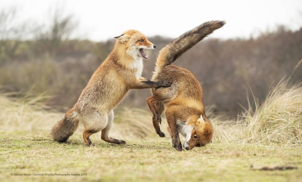 2019 Comedy Wildlife Photography Awards 4 comedy wildlife photography awards winners 2019 1
