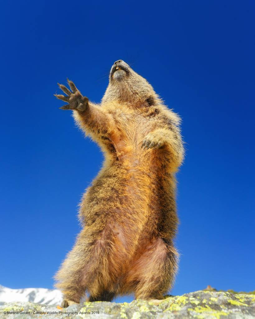 2019 Comedy Wildlife Photography Awards 12 comedy wildlife photography awards winners 2019 10