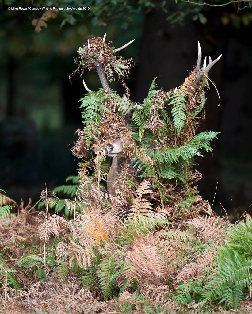 2019 Comedy Wildlife Photography Awards 13 comedy wildlife photography awards winners 2019 11