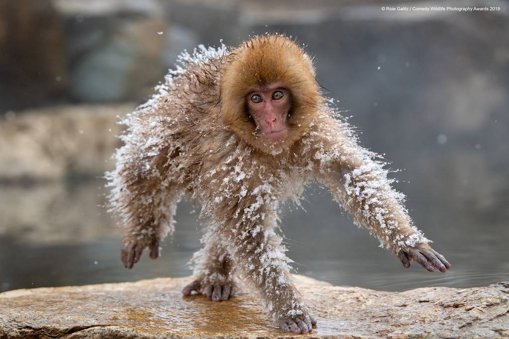 2019 Comedy Wildlife Photography Awards 14 comedy wildlife photography awards winners 2019 12
