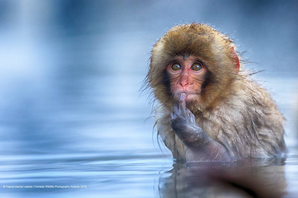 2019 Comedy Wildlife Photography Awards 18 comedy wildlife photography awards winners 2019 16