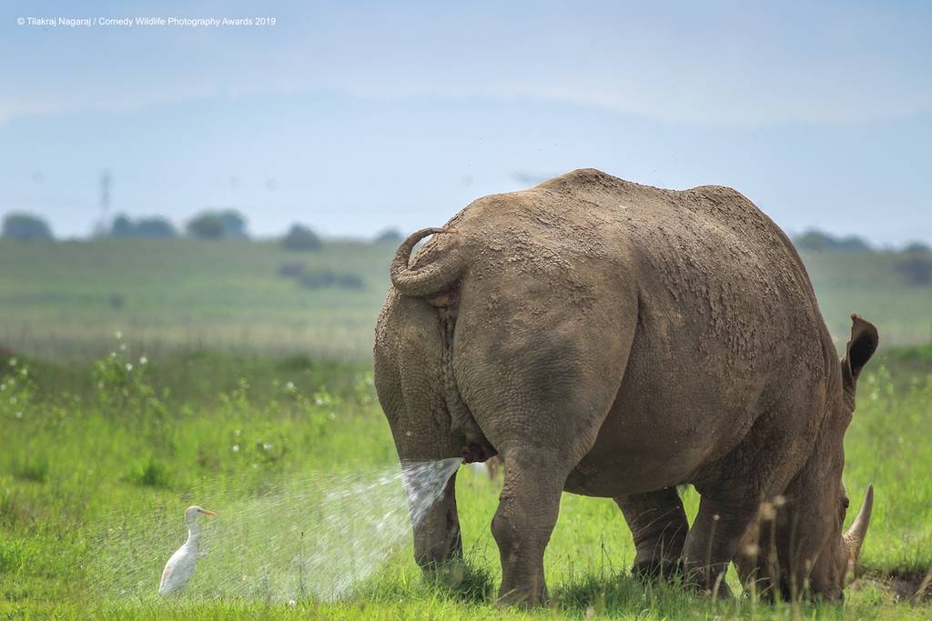2019 Comedy Wildlife Photography Awards 19 comedy wildlife photography awards winners 2019 17