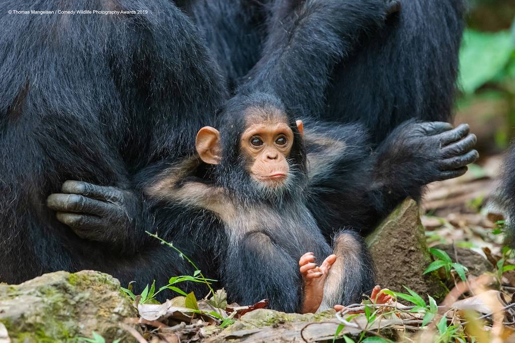 2019 Comedy Wildlife Photography Awards 3 comedy wildlife photography awards winners 2019 18