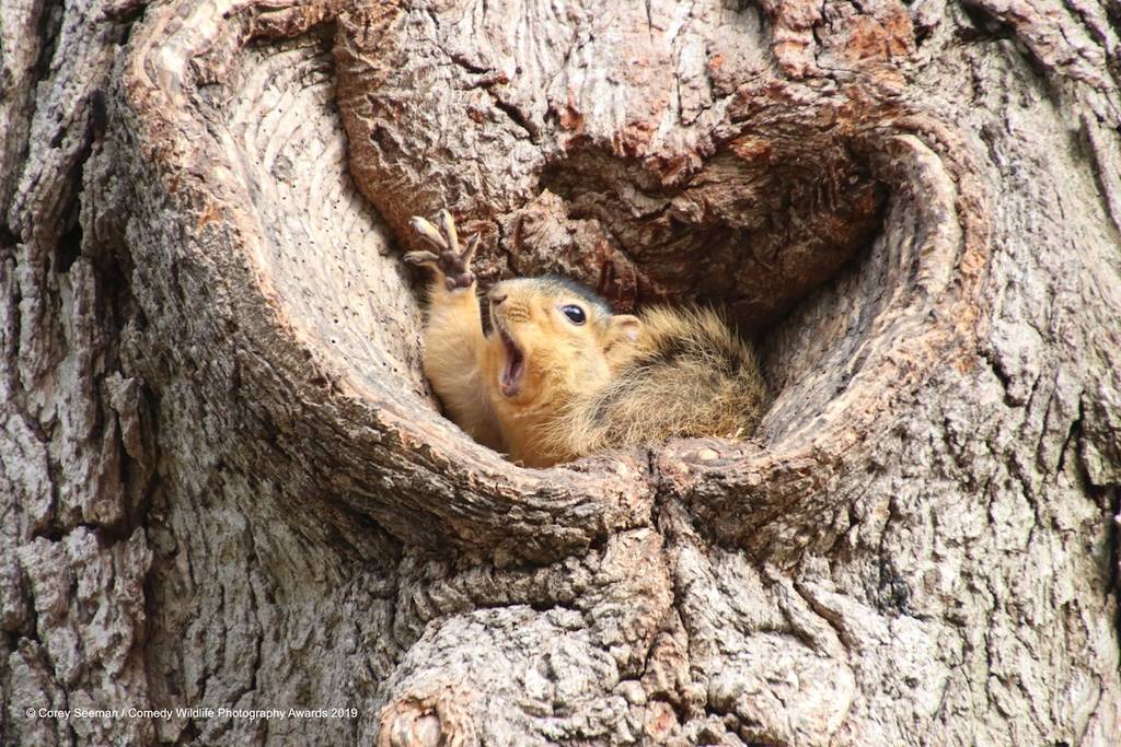 2019 Comedy Wildlife Photography Awards 5 comedy wildlife photography awards winners 2019 2