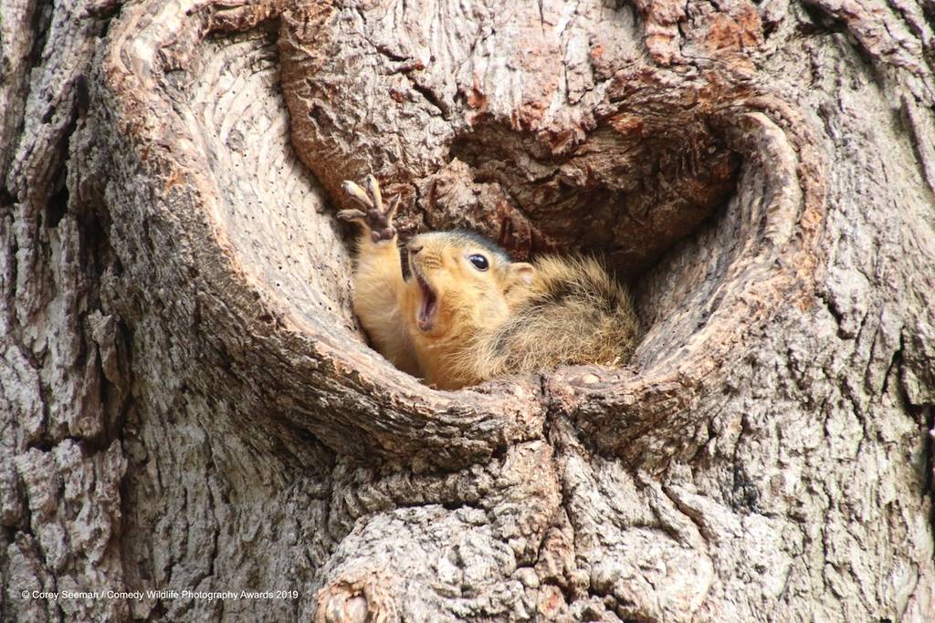 comedy wildlife photography awards winners 2019 2