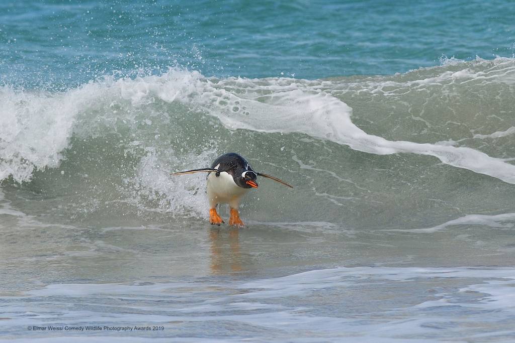 2019 Comedy Wildlife Photography Awards 10 comedy wildlife photography awards winners 2019 7