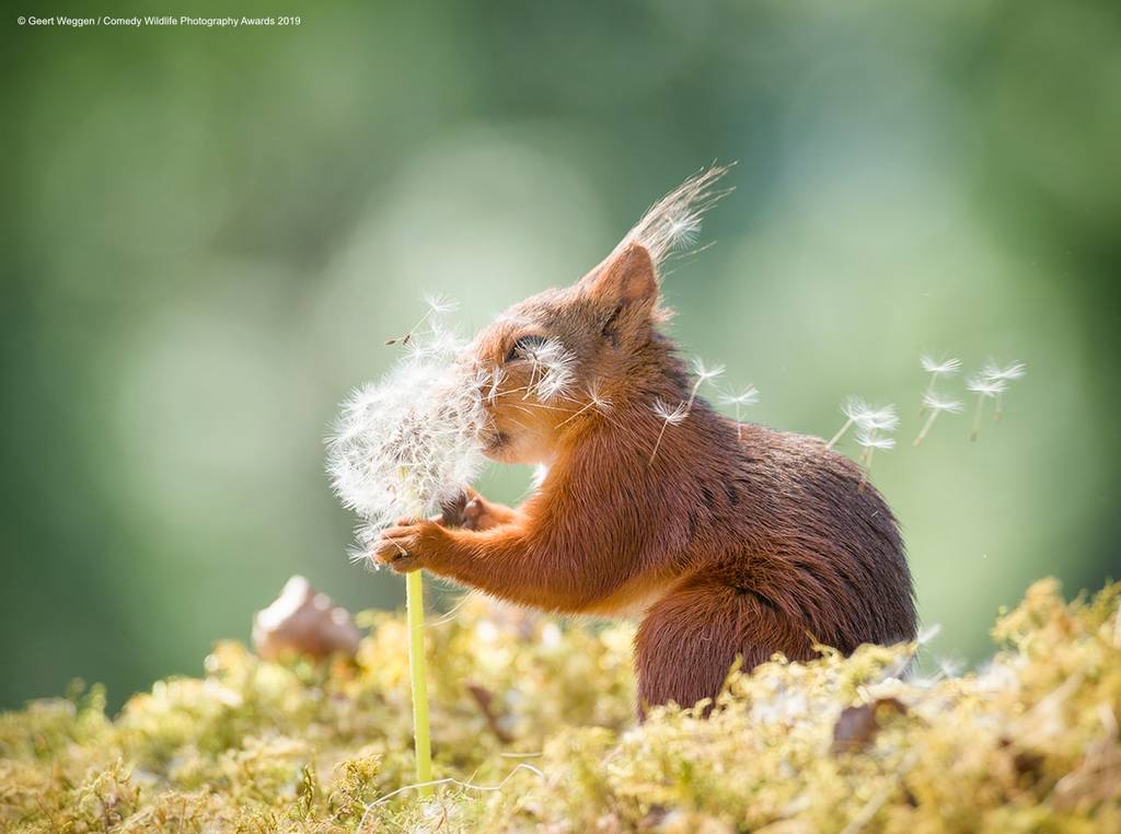 2019 Comedy Wildlife Photography Awards 11 comedy wildlife photography awards winners 2019 8