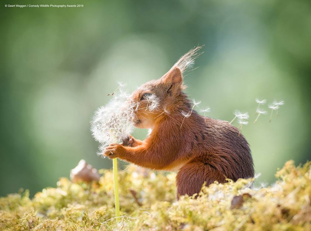 comedy wildlife photography awards winners 2019 8