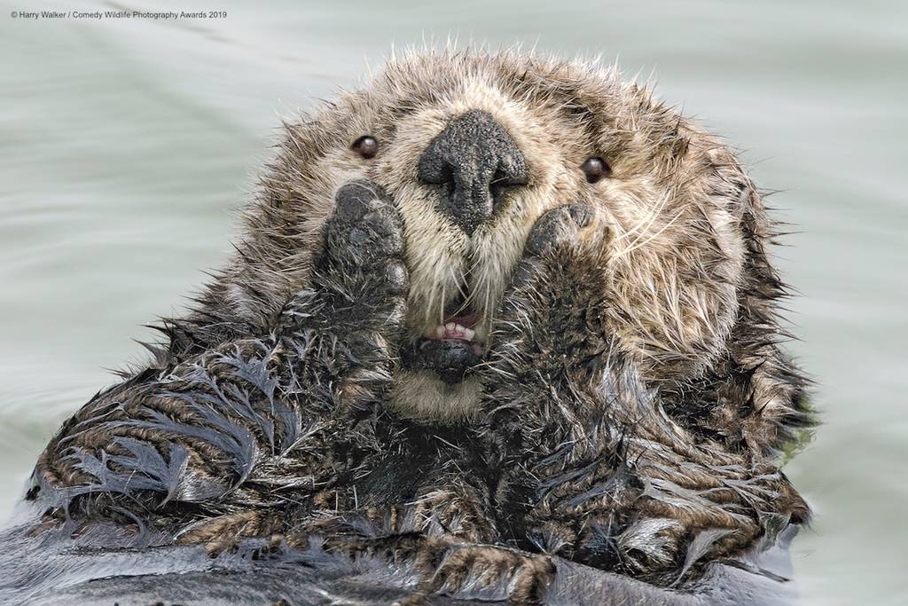 2019 Comedy Wildlife Photography Awards 2 comedy wildlife photography awards winners 2019 9