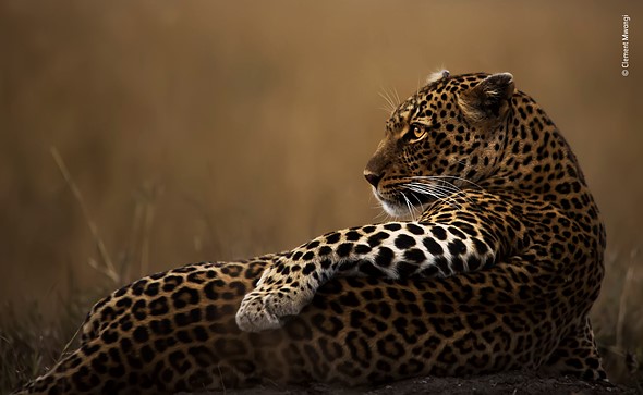 © Clement Mwangi Wildlife Photographer of the Year