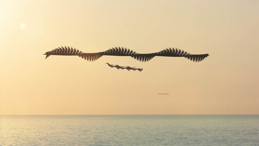 Xavi Bou : Ornithographies 3 4 Ornitography 34