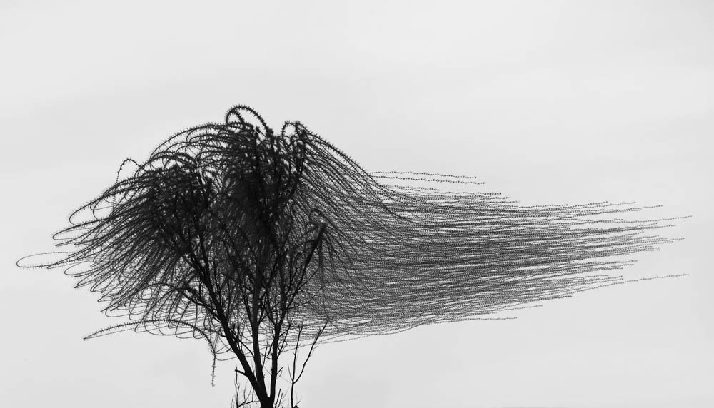 Xavi Bou : Ornithographies 4 4 Ornitography 38
