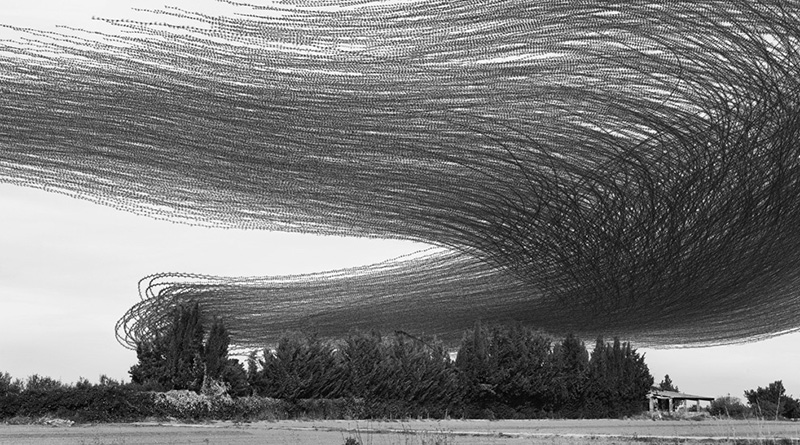 Ornitographies header