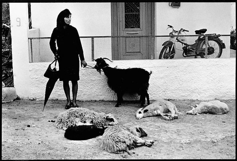 Constantine Manos : Yunan Fotoğrafçılığında Bir Şair 13 Peregrine Falcon KK APA 2013 28342 232387 BrianKushner 768x520 1