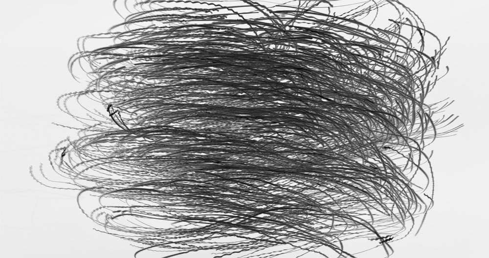 Xavi Bou : Ornithographies 9 Xavi Bou Ornitography 23 B