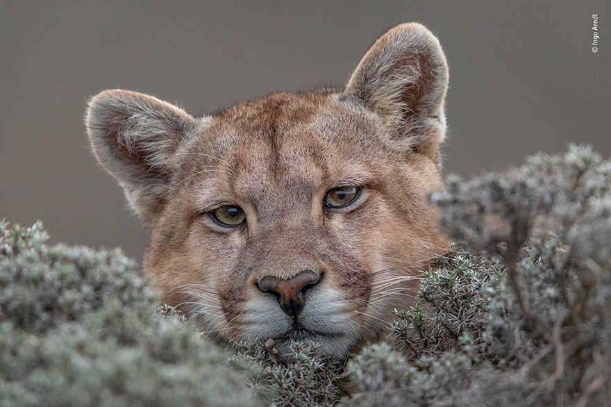 Wildlife Photographer of the Year 2019 Finalistlerini Açıkladı! 16 wildlife photographer of the year lumix peoples choice awards 2019 finalists 1 5dee1c5b7bc36 880